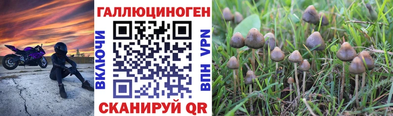 Купить  Куйбышев  Псилоцибиновые грибы Psilocybine cubensis 